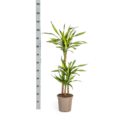 Dracena Deremensis Rikki - ↕100cm - Ø21cm