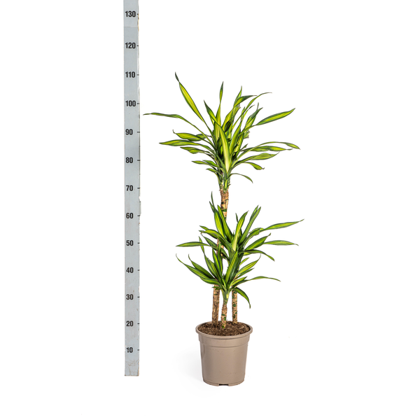 Dracaena Deremensis Rikki - ↕100cm - Ø21cm