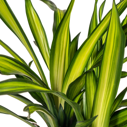 Dracena Deremensis Rikki - ↕100cm - Ø21cm
