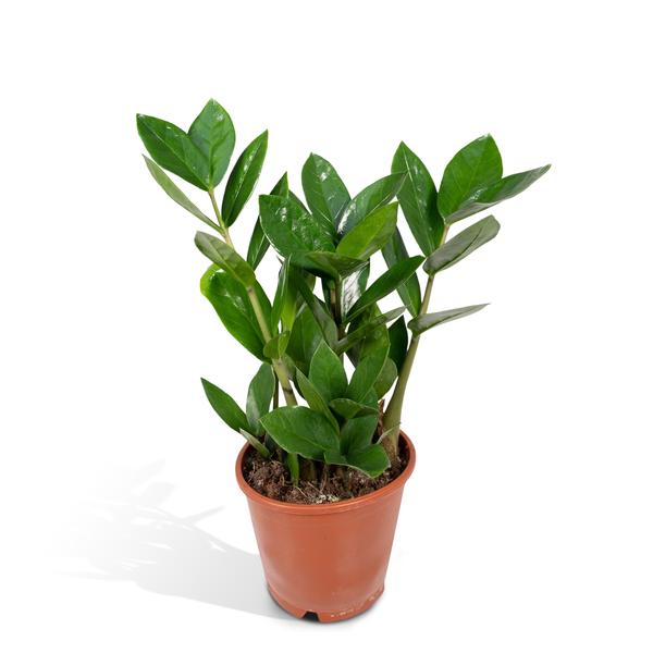 Zamioculcas - ZZ-Pflanze - ↕35cm - Ø12cm