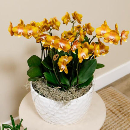 Set di orchidee arancioni in piattino di miele con serbatoio d'acqua incluso - Tre orchidee arancioni Las Vegas da 12 cm | Bouquet mono bianco con serbatoio d'acqua integrato