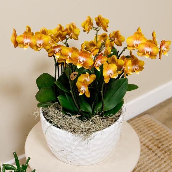 Oranje orchideeënset in Honey dish incl. waterreservoir - Drie oranje orchideeën Las Vegas 12cm | Mono Bouquet wit met zelfvoorzienend waterreservoir