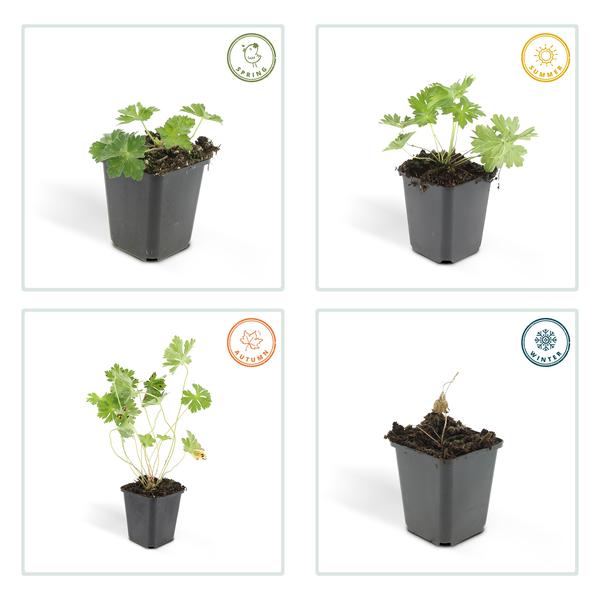 Geranium Rozanne - ↕10-25cm - Ø9cm - Ooievaarsbek - Bodembedekker - 20x
