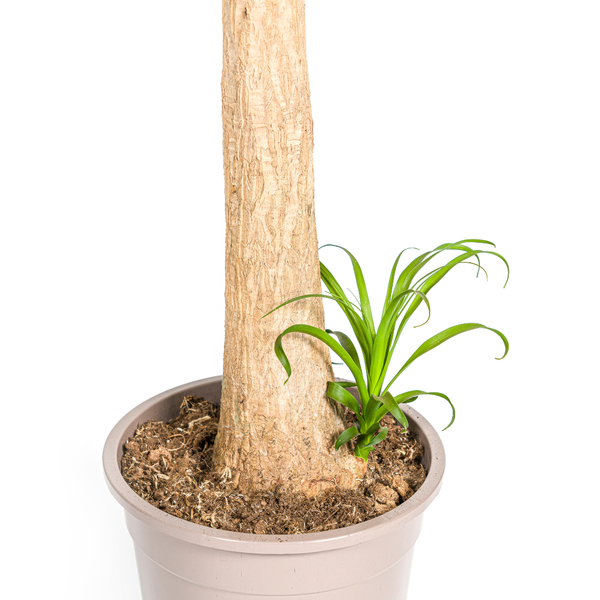 Beaucarnea Recurvata Stam - ↕120cm - Ø27cm - Olifantenpoot Plant