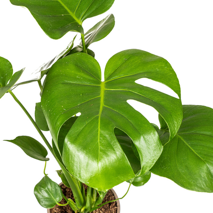 Monstera Deliciosa Tauerii - ↕60cm - Ø17cm - Hole plant