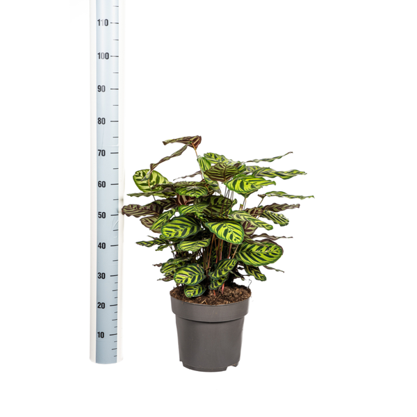 Calathea Makoyana - ↕70cm - Ø27cm