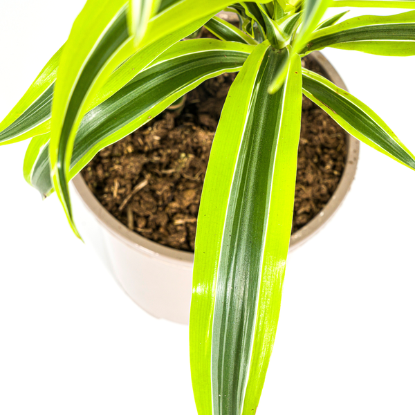 Dracaena Deremensis Lemon Lime - ↕80cm - Ø19cm