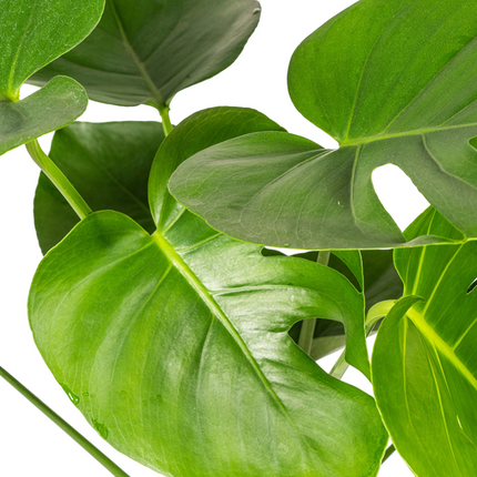 Monstera Deliciosa Tauerii - ↕80cm - Ø19cm - Hole plant