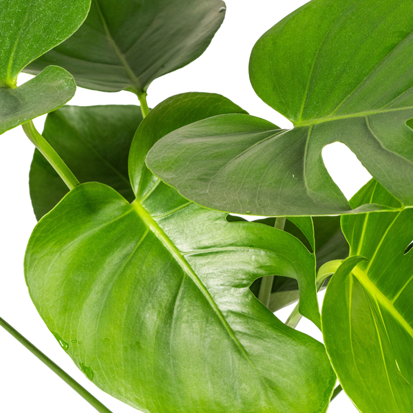 Monstera Deliciosa Tauerii - ↕80cm - Ø19cm - Gatenplant