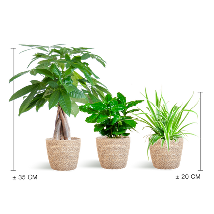 Jardinière respectueuse des animaux - Petite - avec panier Sofia Naturel - Ø12cm