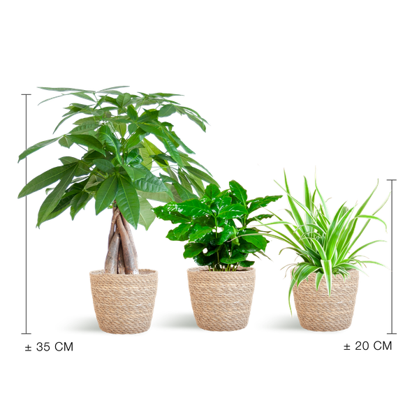 Diervriendelijke Plantenbox - klein - met Mand Sofia naturel - Ø12cm