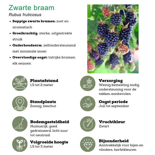 Fruitplanten mix Biologisch - set van 4 verschillende soorten "Zomervruchten"