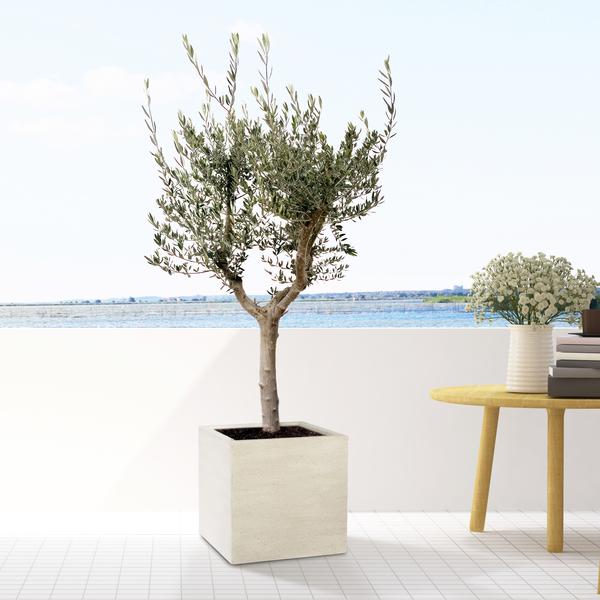 Block Beige Washed - L - D50xH50 - Pottery Pots | Betonlook Plantenbak