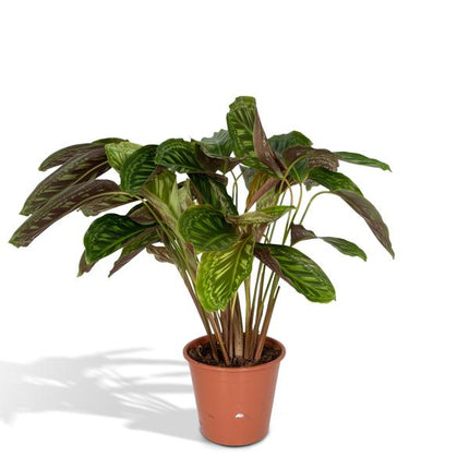 Calathea Flamestar - Roślina pawia - ↕75cm - Ø19cm