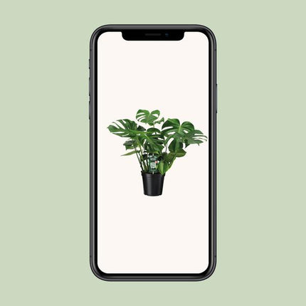 Monstera Deliciosa - Pianta bucata - ↕65cm - Ø21cm