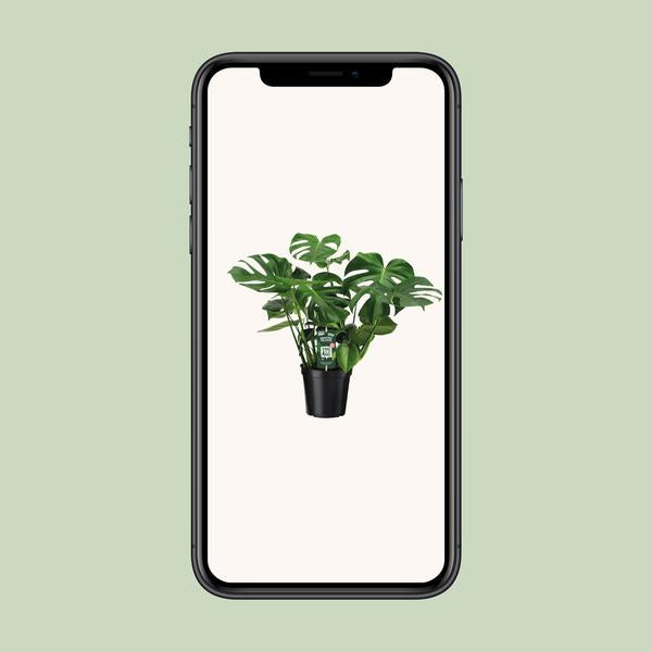 Monstera Deliciosa - Gatenplant - ↕65cm - Ø21cm