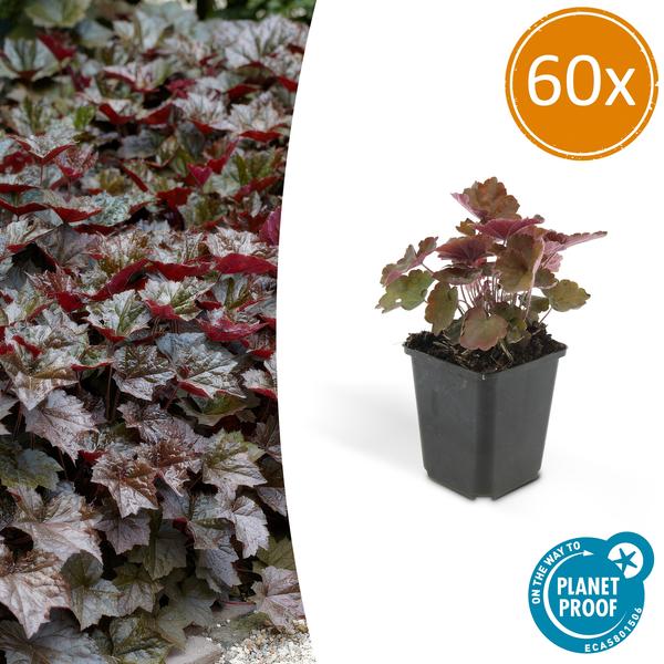 Heuchera Micrantha 'Palace Purple' - Purperklokje - ↕10-25cm - Ø9cm - 60x