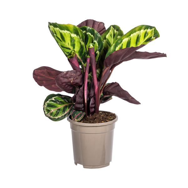 Calathea Roseopicta - ↕45cm - Ø17cm