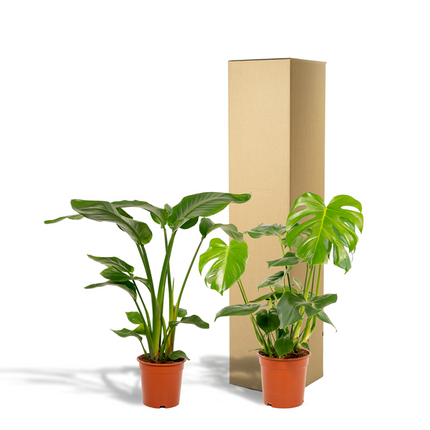 Strelitzia Nicolai - ↕85cm - Ø19cm + Monstera Deliciosa - ↕75cm - Ø21cm