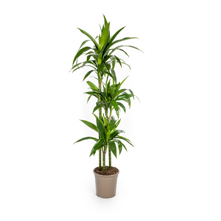 Dracena Deremensis Lisa - ↕140cm - Ø24cm