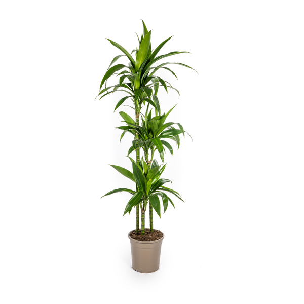 Dracena Deremensis Lisa - ↕140cm - Ø24cm