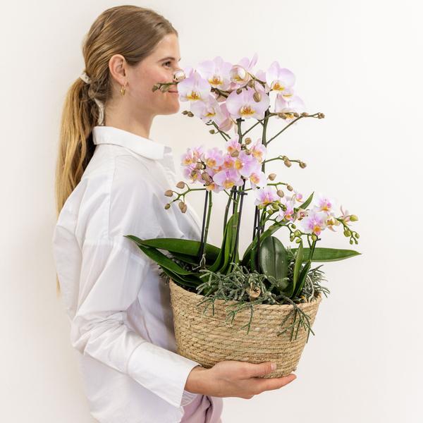 Roze plantenset in Reed Basket incl. waterreservoir | drie roze orchideeën en drie groene planten | Field Bouquet roze met zelfvoorzienend waterreservoir