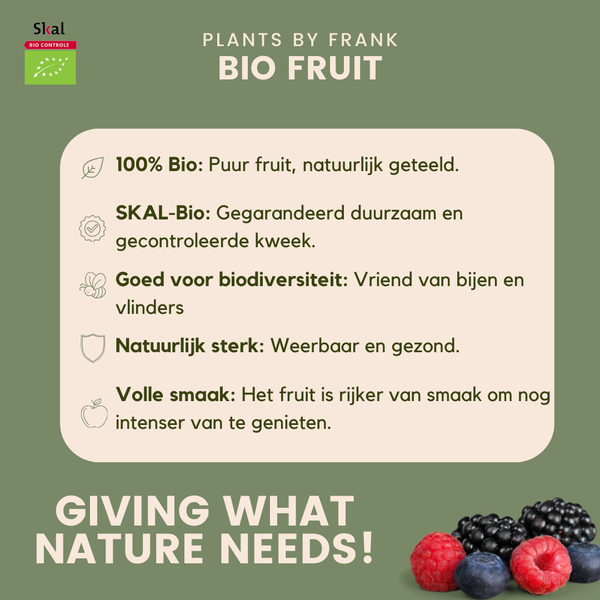 Aardbeien planten set - Biologisch - 3x