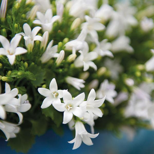 Campanula Addenda - Klokjesbloem wit Ø12cm - 2m2 bodembedekker - 12 stuks - Ambella white - tuinplanten - winterhard