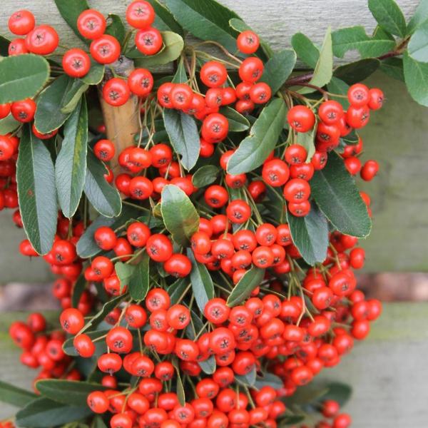 Pyracantha Coccinea Red Star - Vuurdoorn - ↕60cm - Ø12cm - 2x