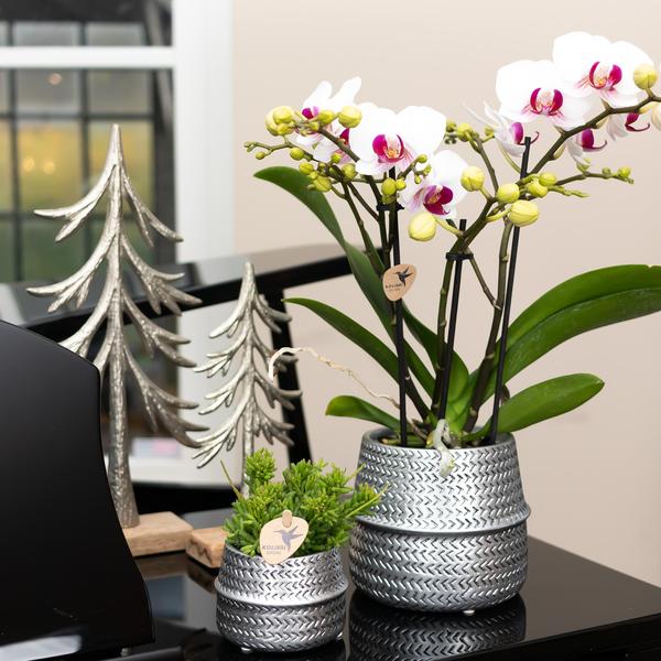 Witte phalaenopsis Ghent orchidee in Groove sierpot zilver - Ø12cm - Bloeiende kamerplant