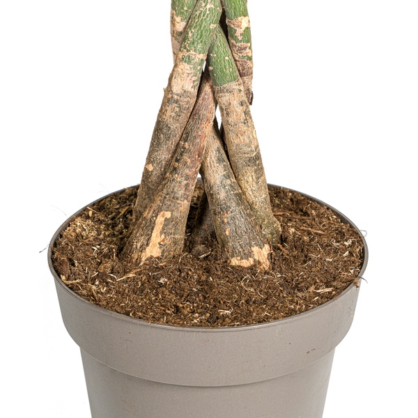 Pachira Aquatica - ↕130-150cm - Ø27cm