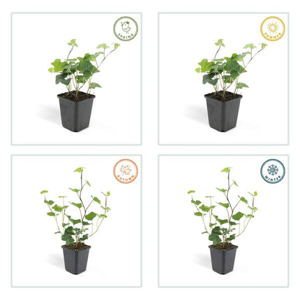 Hedera Hibernica - ↕10-25cm - Ø9cm - Edera - Coprisuolo - 6x