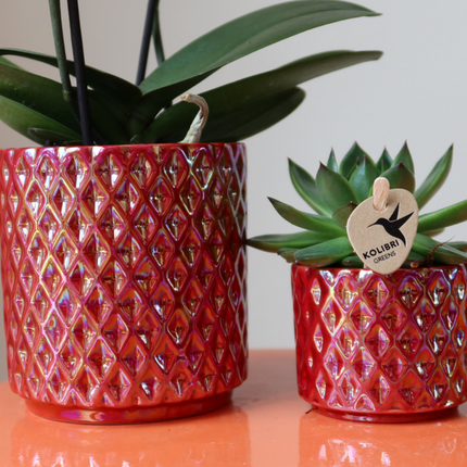 Orchidea Phalaenopsis rossa Congo + Vaso Pearl rosso - Ø9cm - Pianta da interno fiorita