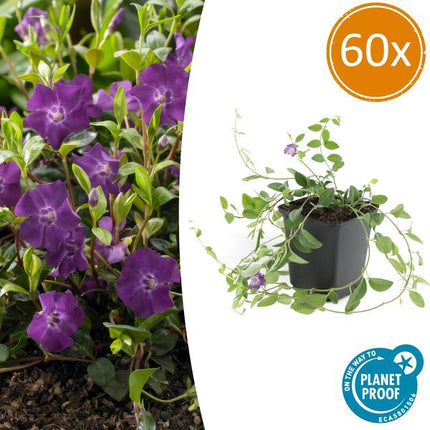 Vinca minor 'Atropurpurea' - Kleine Maagdenpalm - ↕10-25cm - Ø9cm - Bodembedekker - 60x