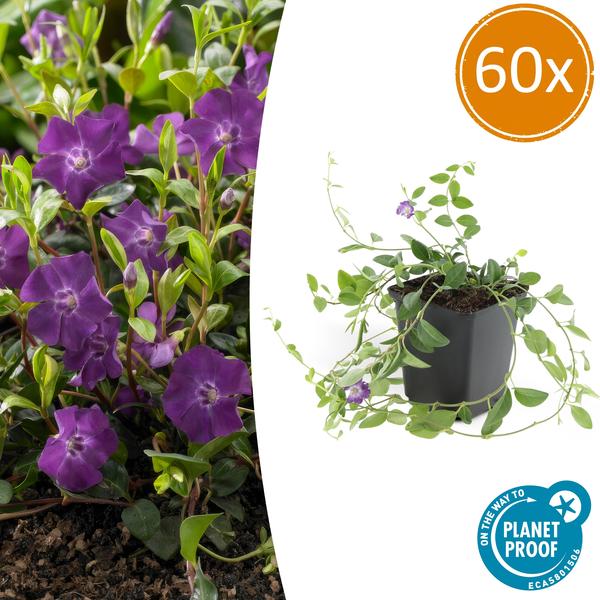 Vinca minor 'Atropurpurea' - Vinca - ↕10-25cm - Ø9cm - Cubresuelos - 60x