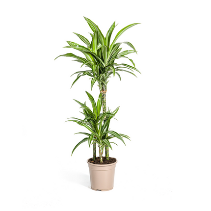 Dracaena Deremensis Raya Blanca - ↕100cm - Ø21cm