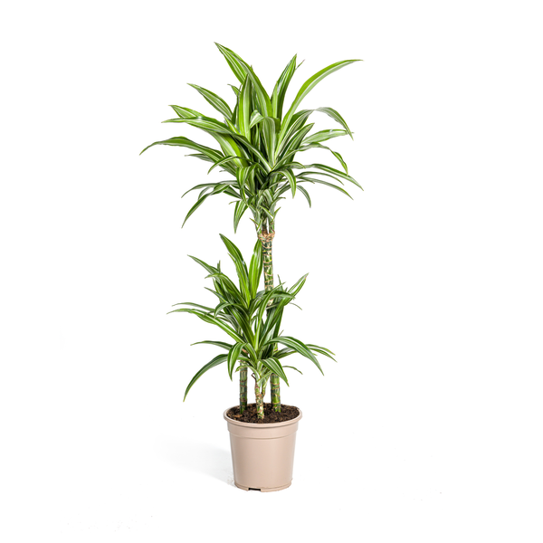 Dracaena Deremensis Raya Blanca - ↕100cm - Ø21cm
