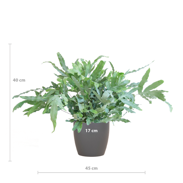 Phlebodium Aureum 'Blue Star' - Blauwvaren - met Viber grijs - ↕40cm - Ø17cm