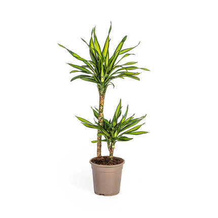 Dracena Deremensis Rikki - ↕80cm - Ø19cm