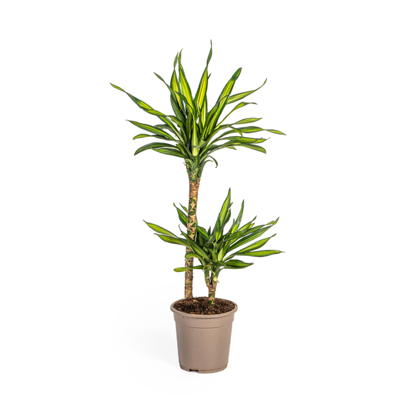 Dracaena Deremensis Rikki - ↕80cm - Ø19cm