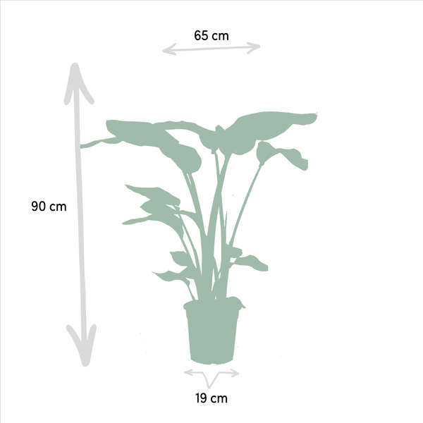 Monstera Deliciosa - ↕75cm - Ø21cm + Alocasia Zebrina - ↕75cm - Ø19cm + Strelitzia Nicolai - ↕85cm - Ø19cm + Musa Dwarf Cavendish - ↕85cm - Ø21cm