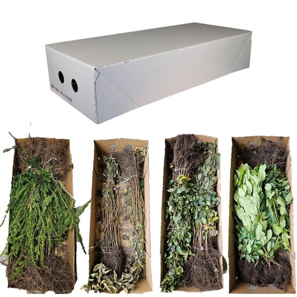 Alnus Glutinosa - Zwarte Els - Blote wortel - ↕40-60 - 25x