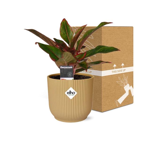 Aglaonema Crete - in gele elho Vibes Fold - ↕25cm - Ø14cm