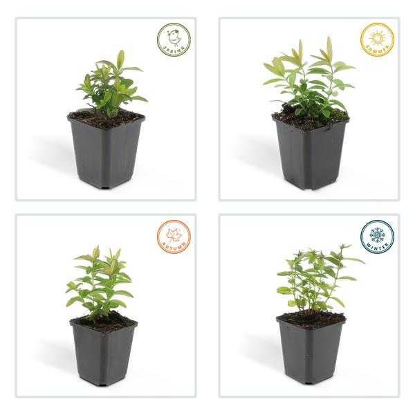 Hypericum Calycinum - ↕10-25cm - Ø9cm - Hertshooi - Bodembedekker - 40x
