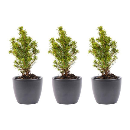 Ensemble de 3 mini sapins de Noël - comprenant un pot Boule anthracite