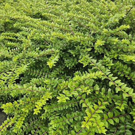 Lonicera Nitida 'Maigrün' - Caprifoglio - ↕10-25cm - Ø9cm - Pianta da bordura - 6x