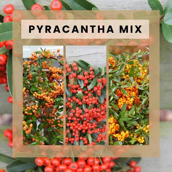 Pyracantha Coccinea mix - Vuurdoorn - ↕60cm - Ø12cm - 3x