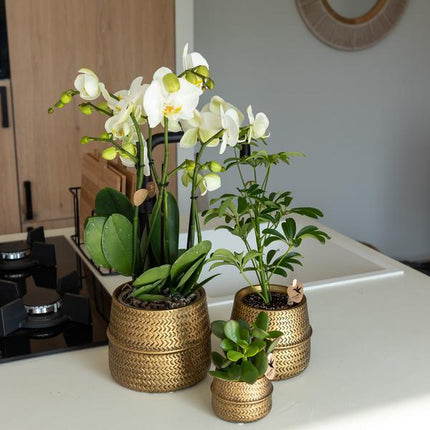 Kolibri Home | Groove flower pot - Golden ceramic decorative pot - pot size - Ø12cm