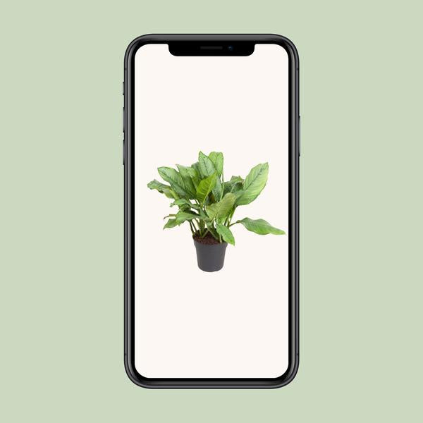 Aglaonema B.J, Freedman - ↕70cm - Ø24cm