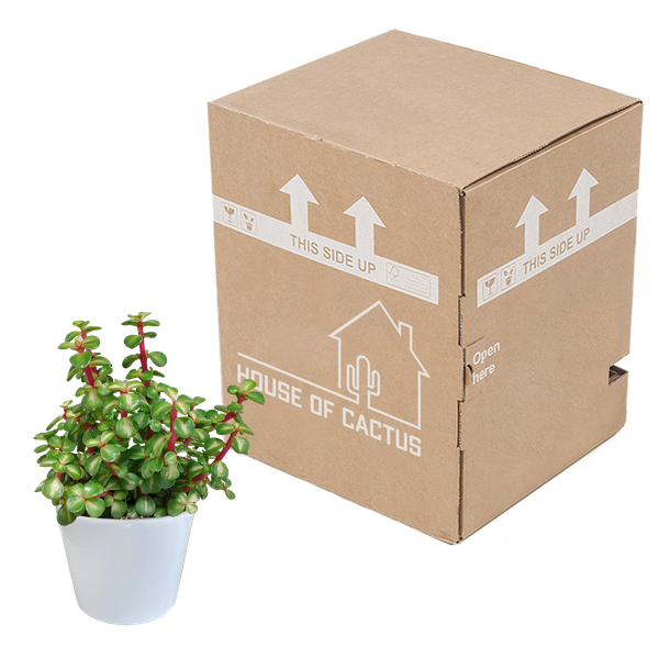 Portulacaria Afra mediopicta - Ø10,5cm - in witte pot